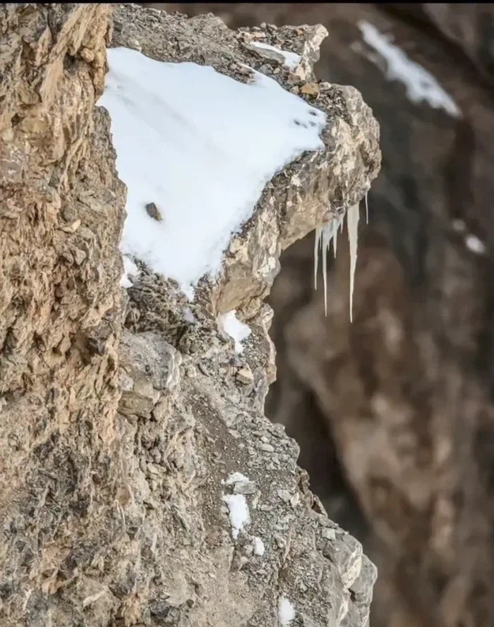 히말라야의 굶주린 눈표범이 당신을 노리고 있습니다._1.webp