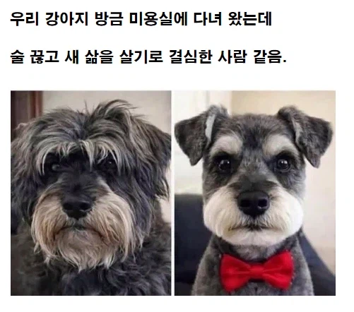 방금 미용실에 다녀온 강아지_1.webp