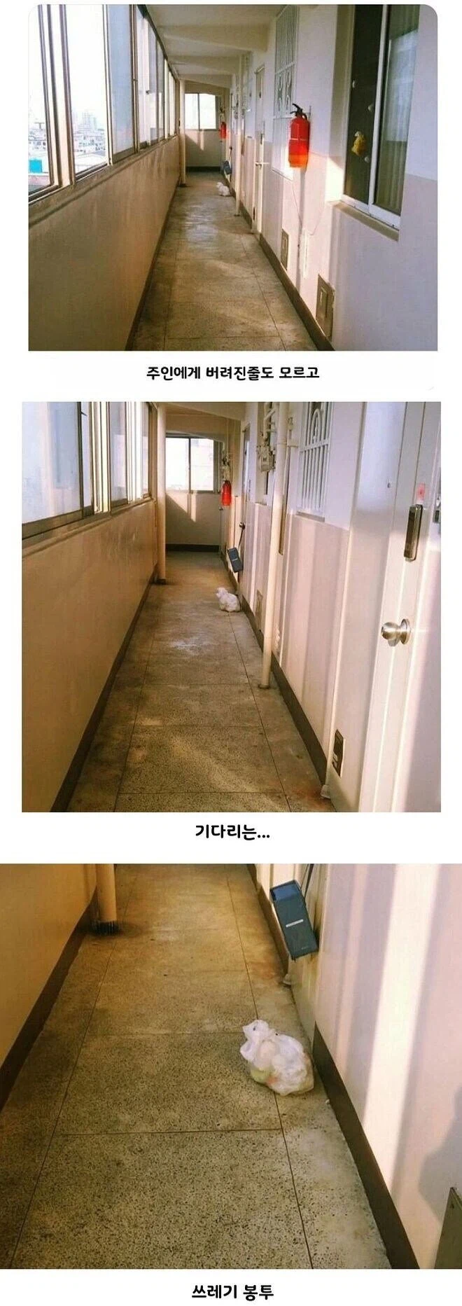 주인에게 버려진 강아지....._1.webp