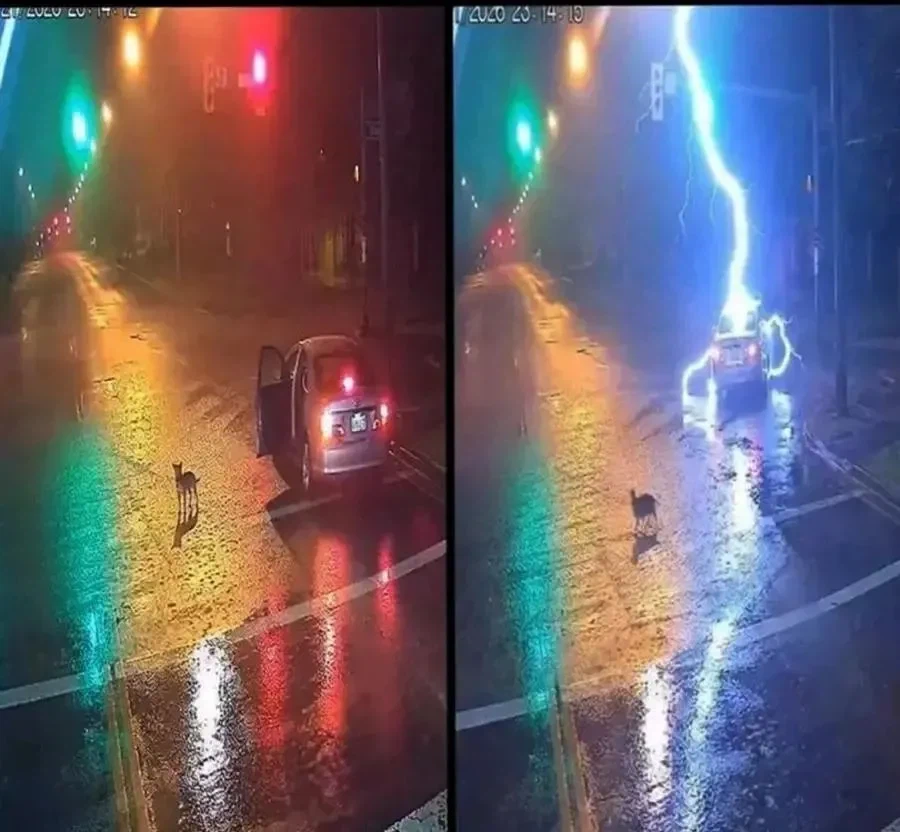 개 버리고 가자 번개 맞음_1.webp