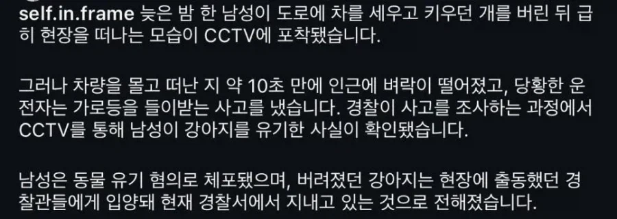 개 버리고 가자 번개 맞음_2.webp