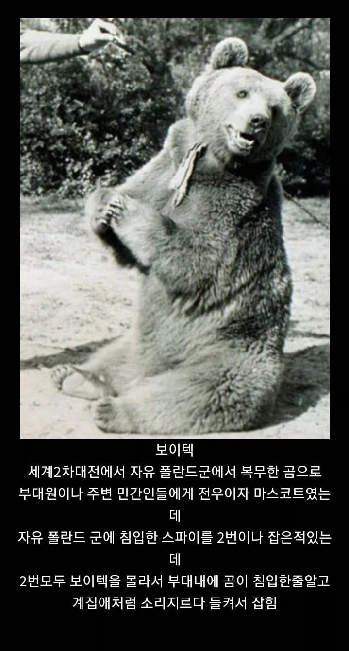 스파이를 잡은 곰_1.webp