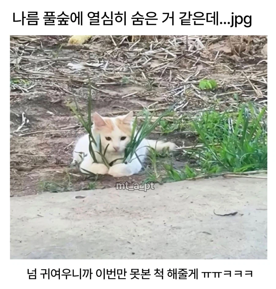 나름 풀숲에 열심히 숨은거 같은데..._1.webp