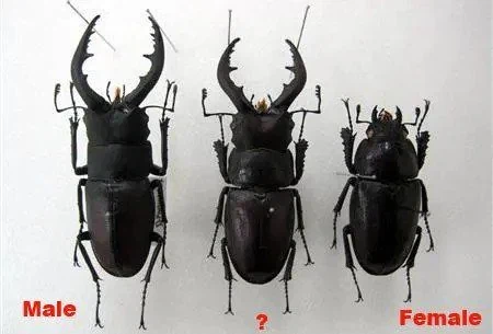 수컷 / KV / 암컷_1.webp