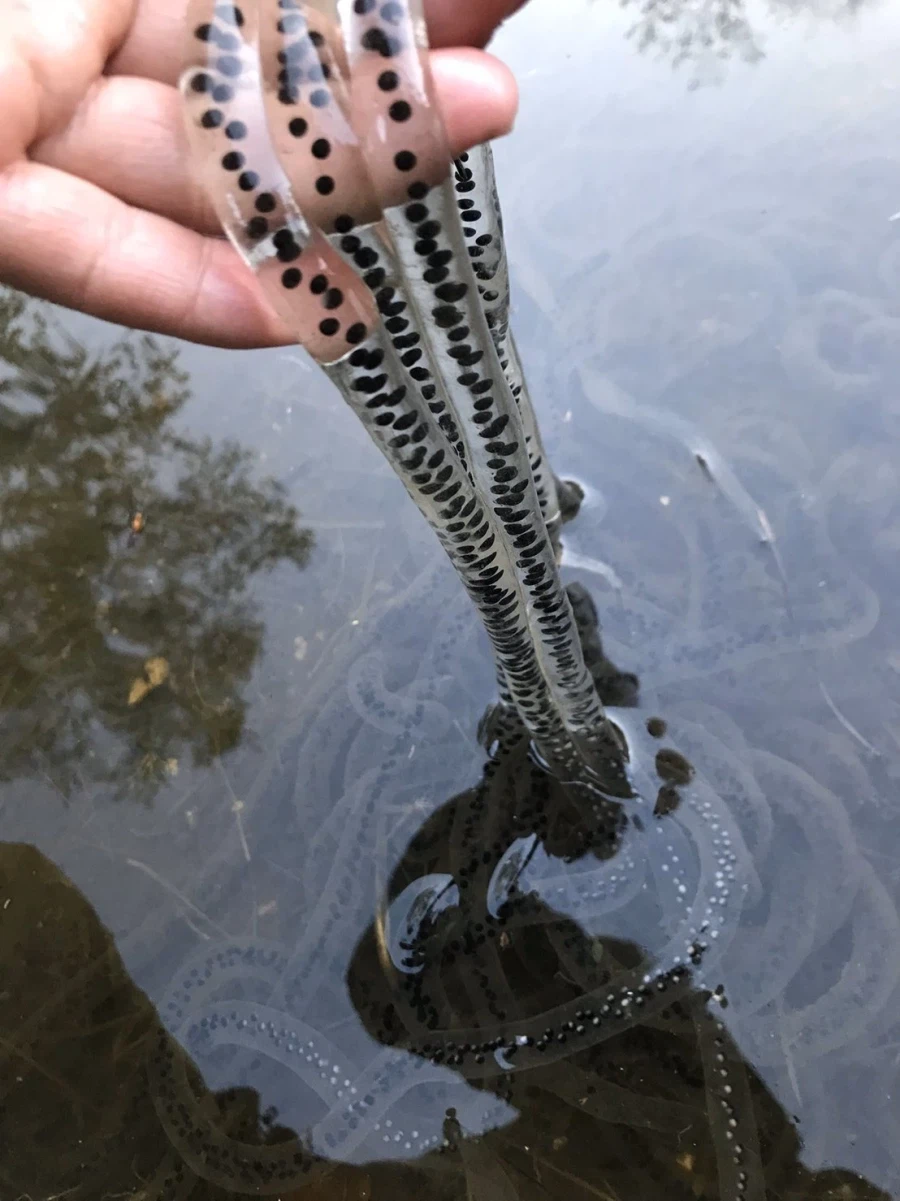 사람들이 잘 모르는 천연 타피오카_2.webp