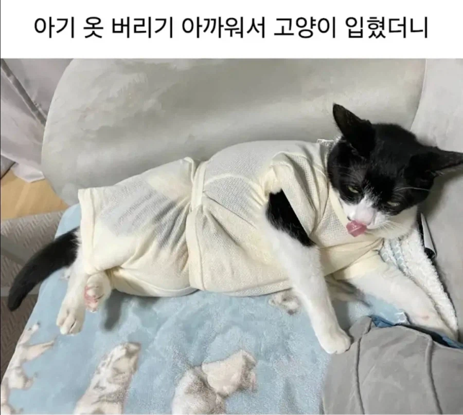 작은 집사 옷 물려 받은 냥냥이_1.webp