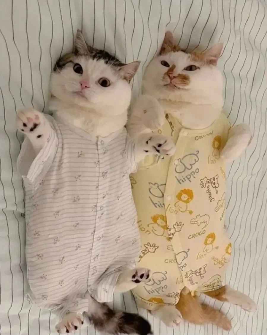 작은 집사 옷 물려 받은 냥냥이_2.webp