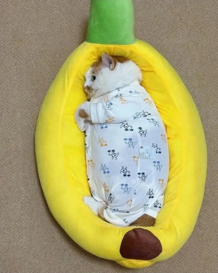 작은 집사 옷 물려 받은 냥냥이_3.webp