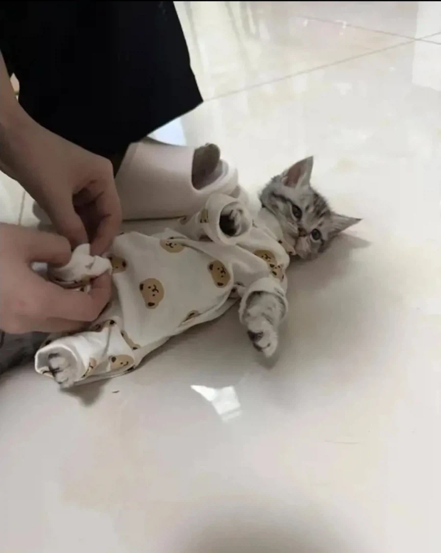 작은 집사 옷 물려 받은 냥냥이_5.webp