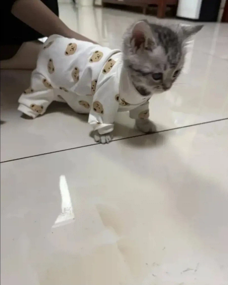 작은 집사 옷 물려 받은 냥냥이_6.webp