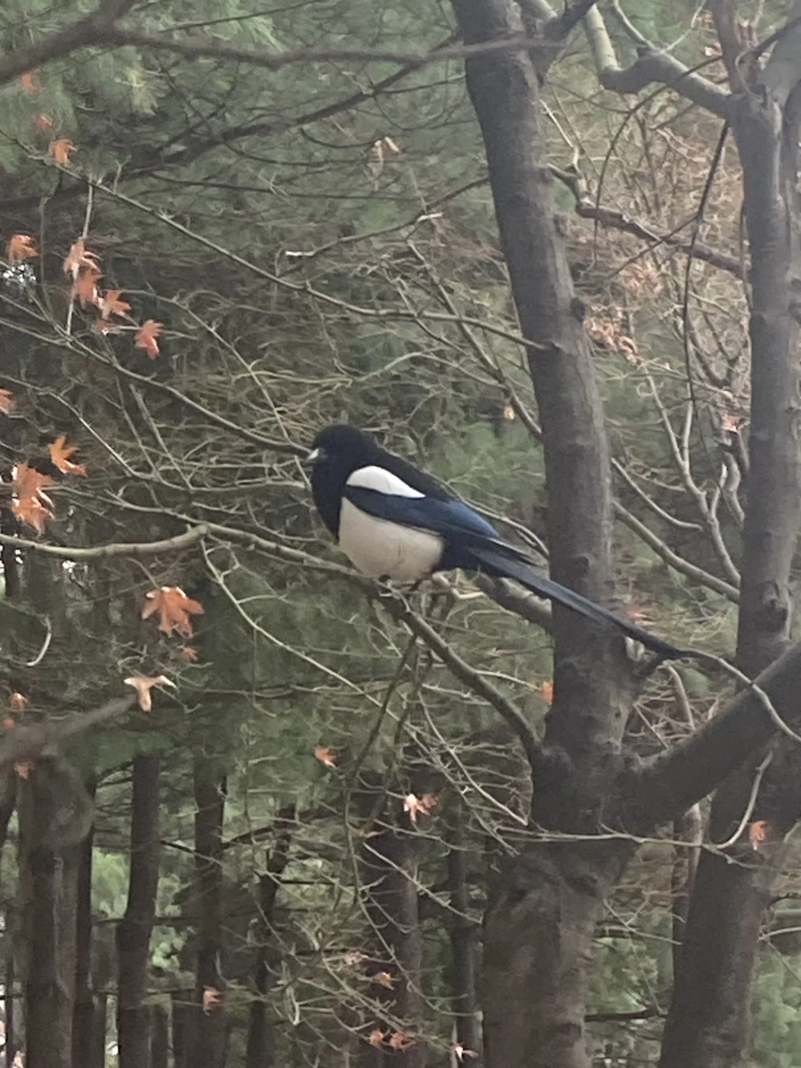 겨울까치 봄까치_1.webp