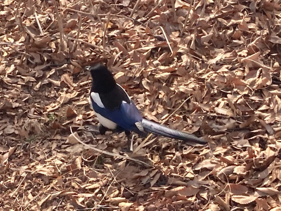 겨울까치 봄까치_2.webp