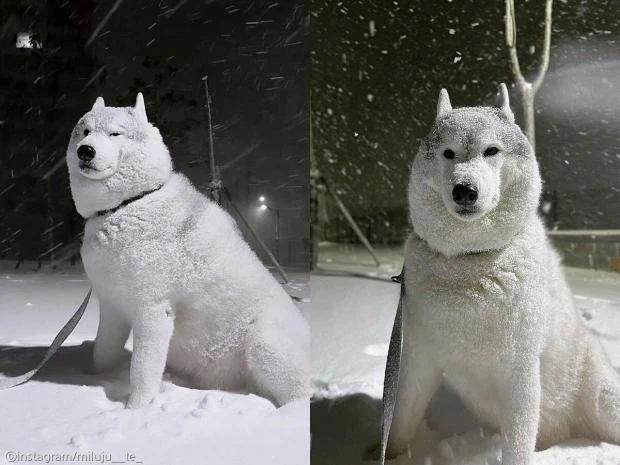 겨울마다 일어나는 심각한 동물 학대_1.webp