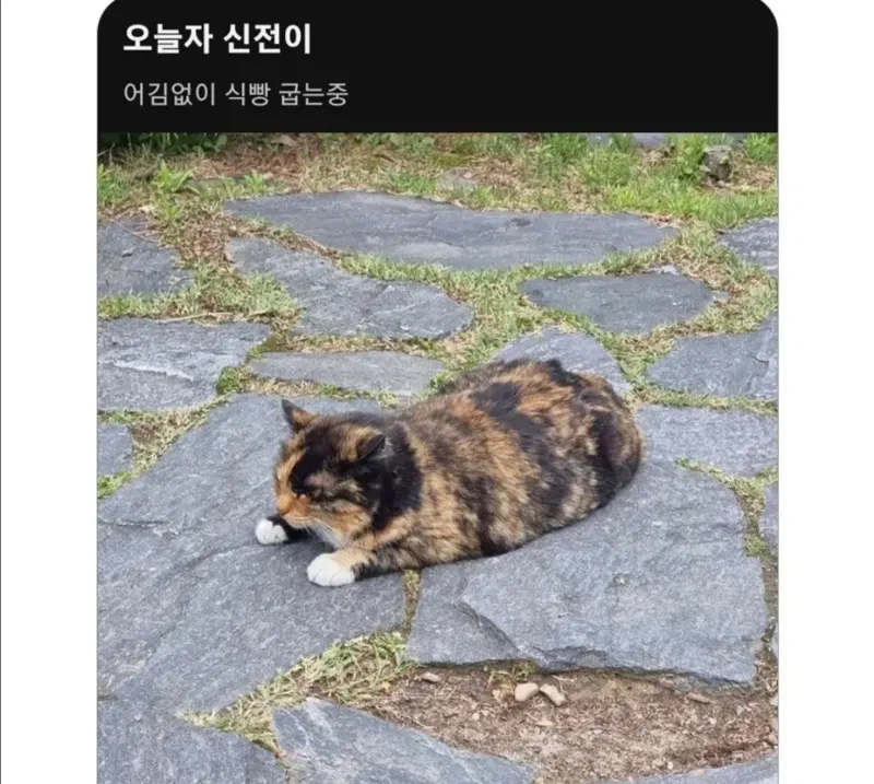 길냥이한테 함부로 밥 주면 생기는 일_1.webp