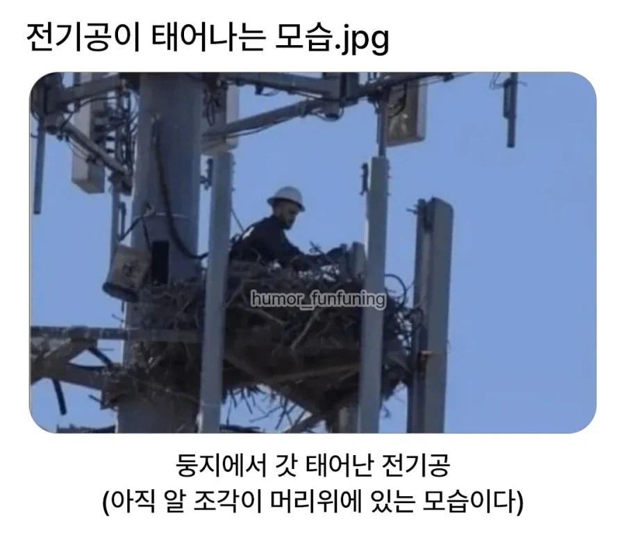 전기공이 태어나는 모습.jpg_1.webp