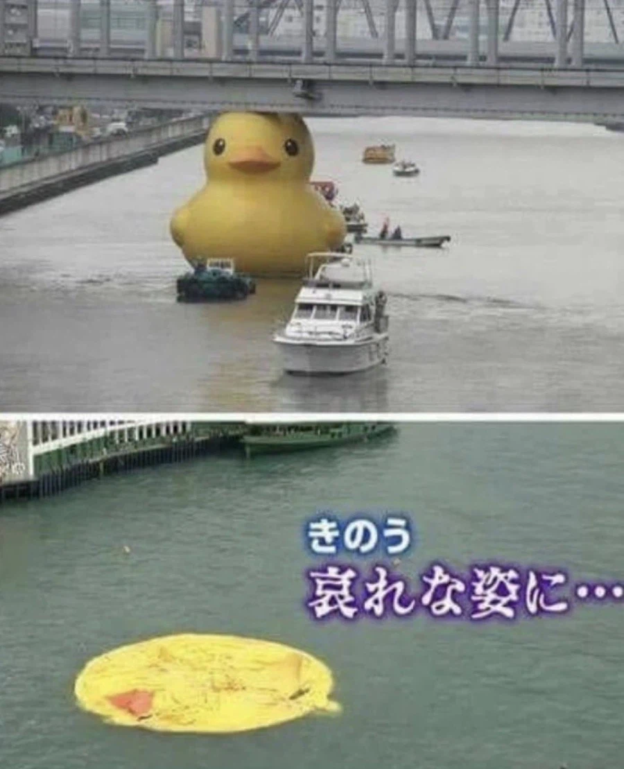 다리를 지나가려던 오리_1.webp