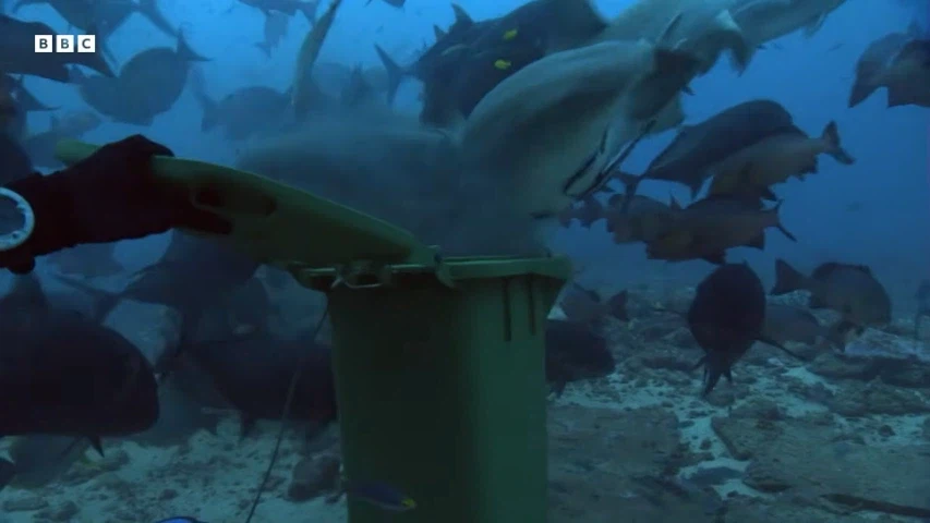 음쓰 처리하는 상어_1.webp