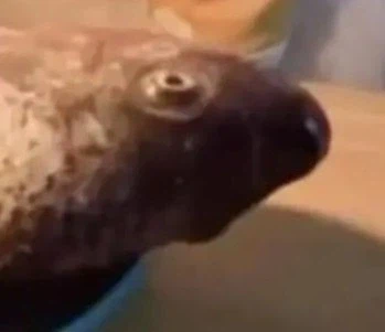 너무 급하게 준비한 냥냥이 생일파티_2.webp