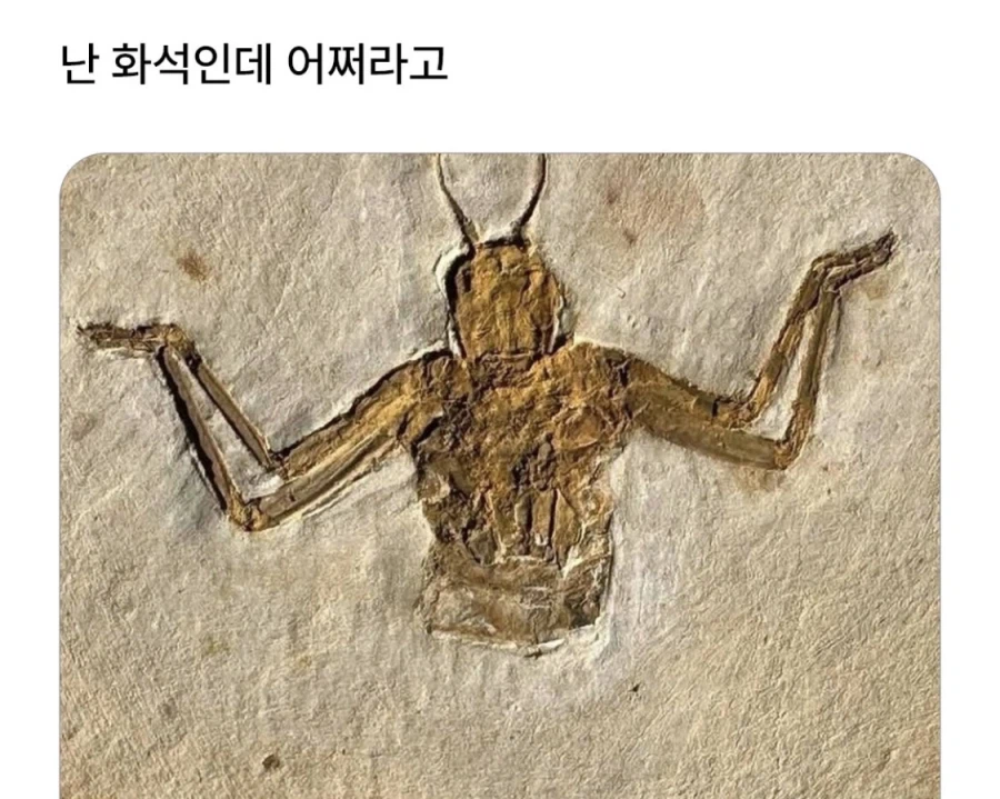 화석인데 어쩌라고_1.webp