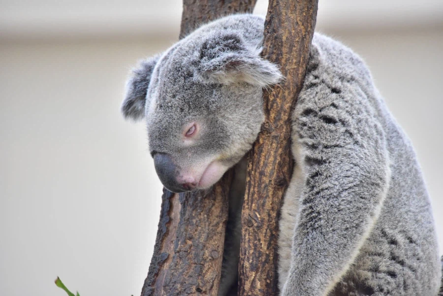 결국 죽음을 택한 코알라_2.webp