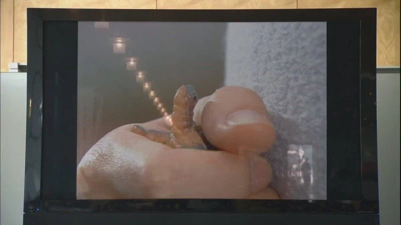 일본 여자들이 한류에 미쳐있던 시절_8.webp