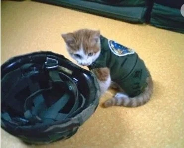 고대 로마군과 고양이 이야기_4.webp