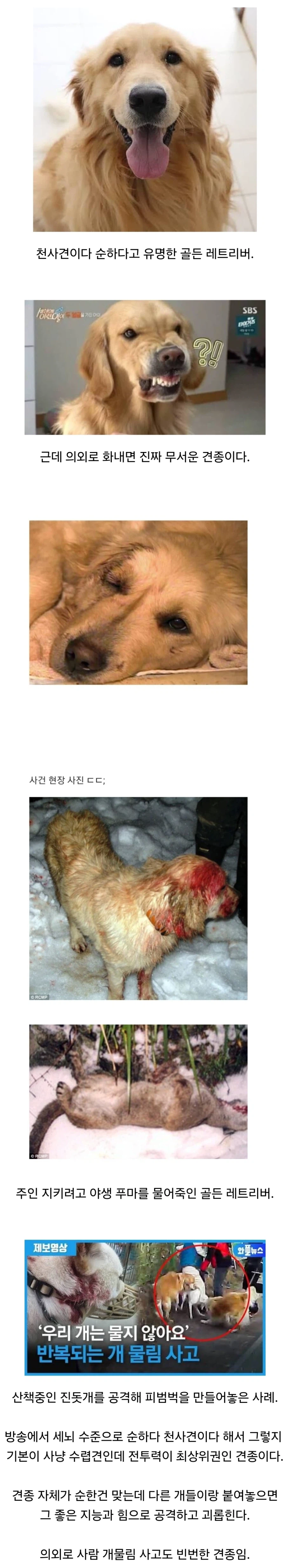 사람들이 골든 레트리버에 대해 착각하는 거 한가지_1.webp