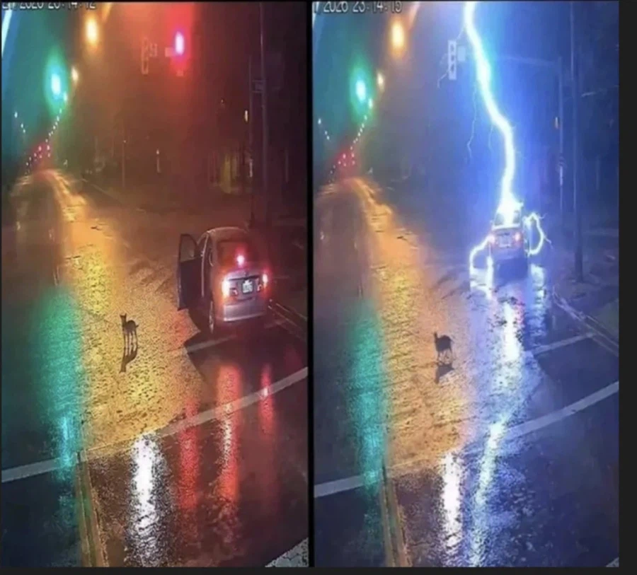 강아지 버린놈의 최후_1.webp