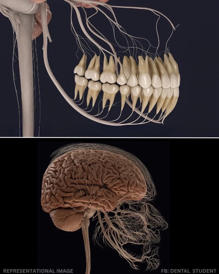 치과 신경치료가 아픈 이유_2.webp
