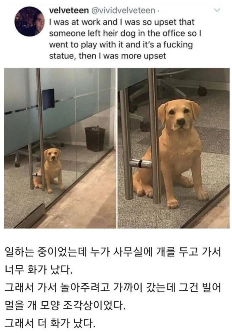 누가 사무실에 개를 버려두고 갔다.jpg_1.webp