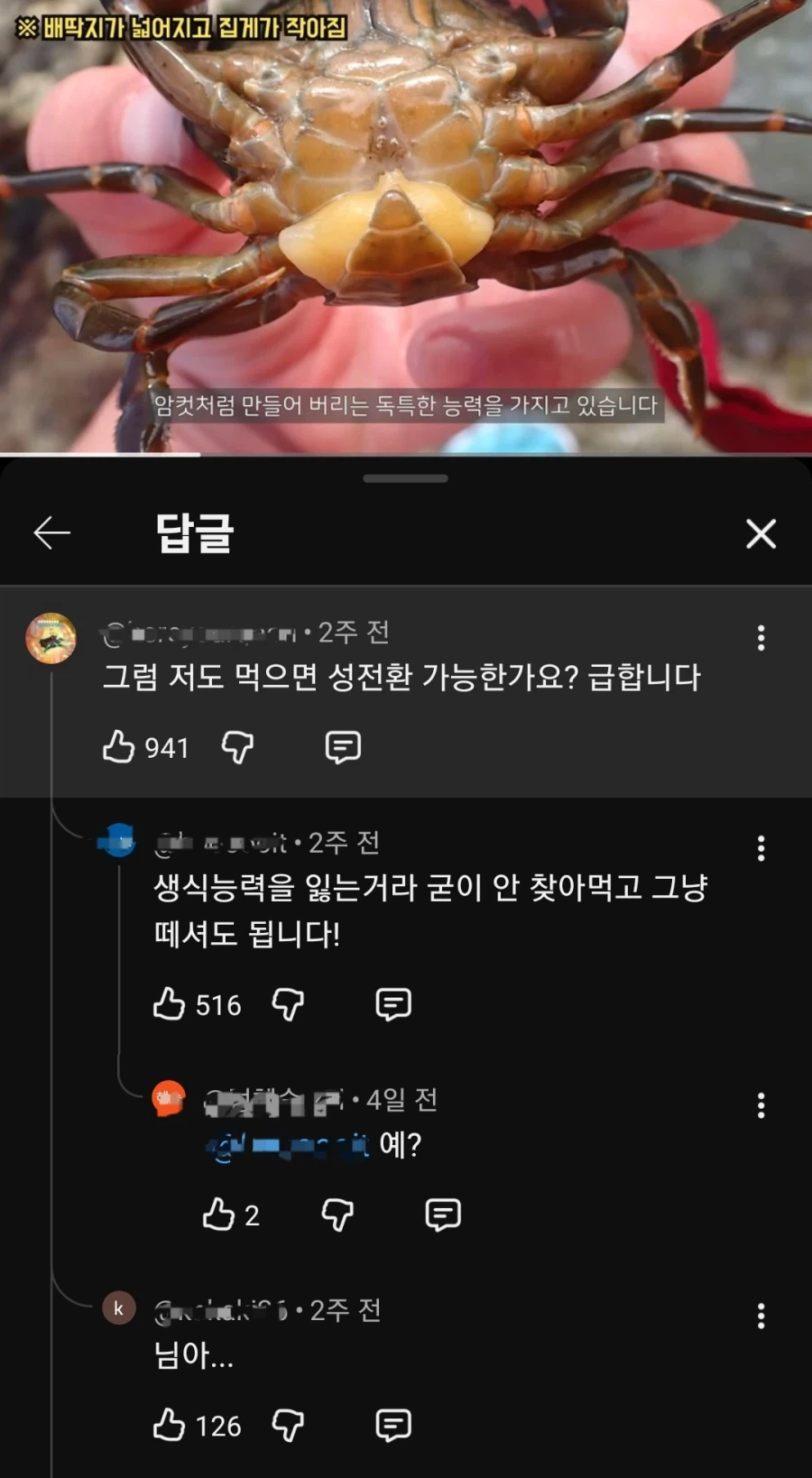 성전환 기생충에 감염된 게.jpg_1.webp