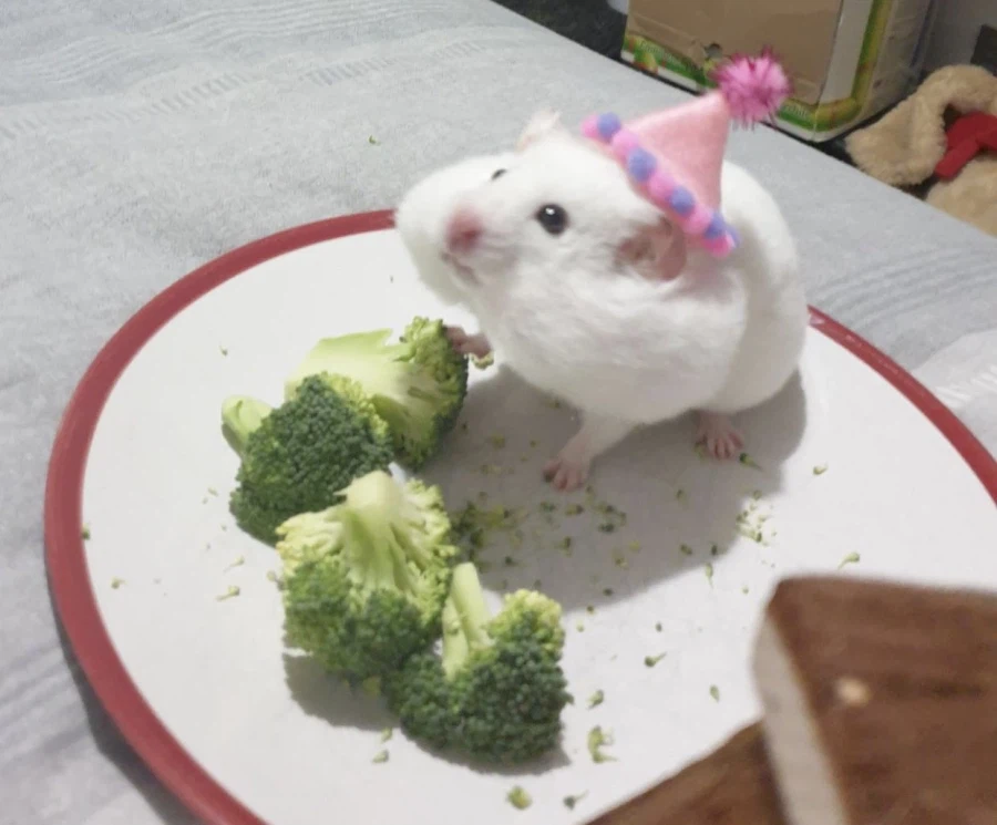 생애 첫 생일상을 받은 햄스터_1.webp