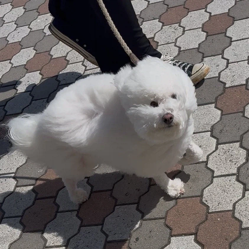 강풍으로 인한 작화붕괴_1.webp