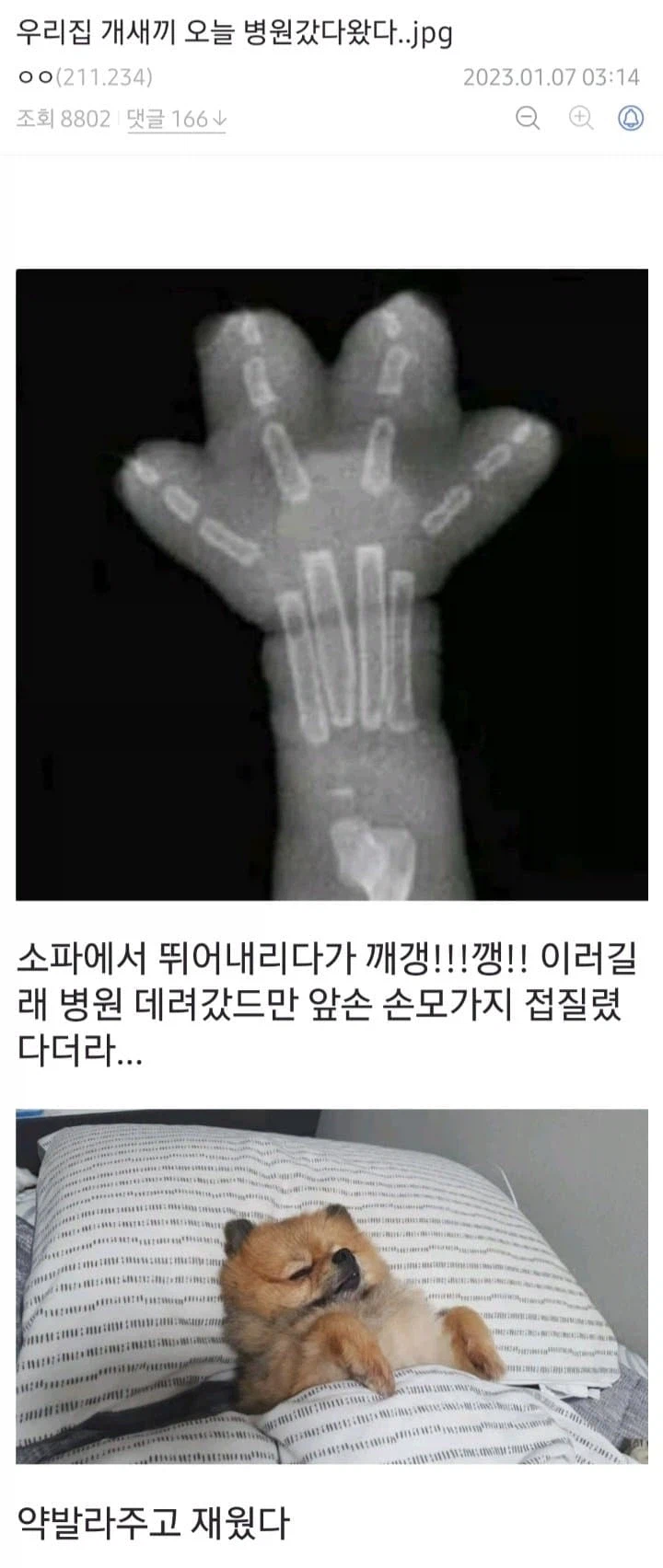 개팔자 레전드.jpg_1.webp