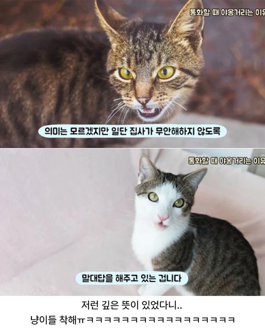 고양이가 전화할 때 옆에 와서 야옹거리는 이유_2.webp
