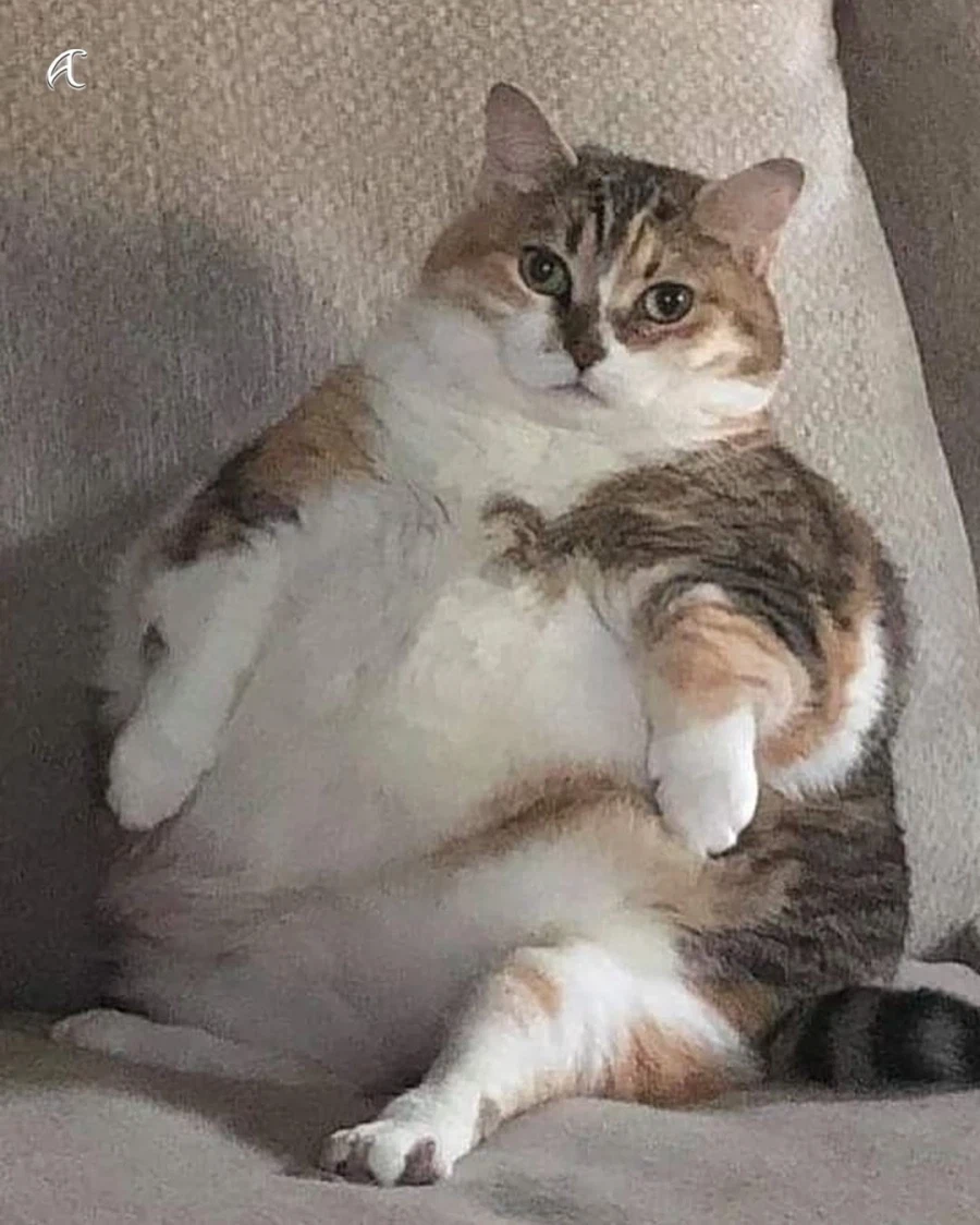 비만 고양이를 위한 묘운자로 임상중_2.webp