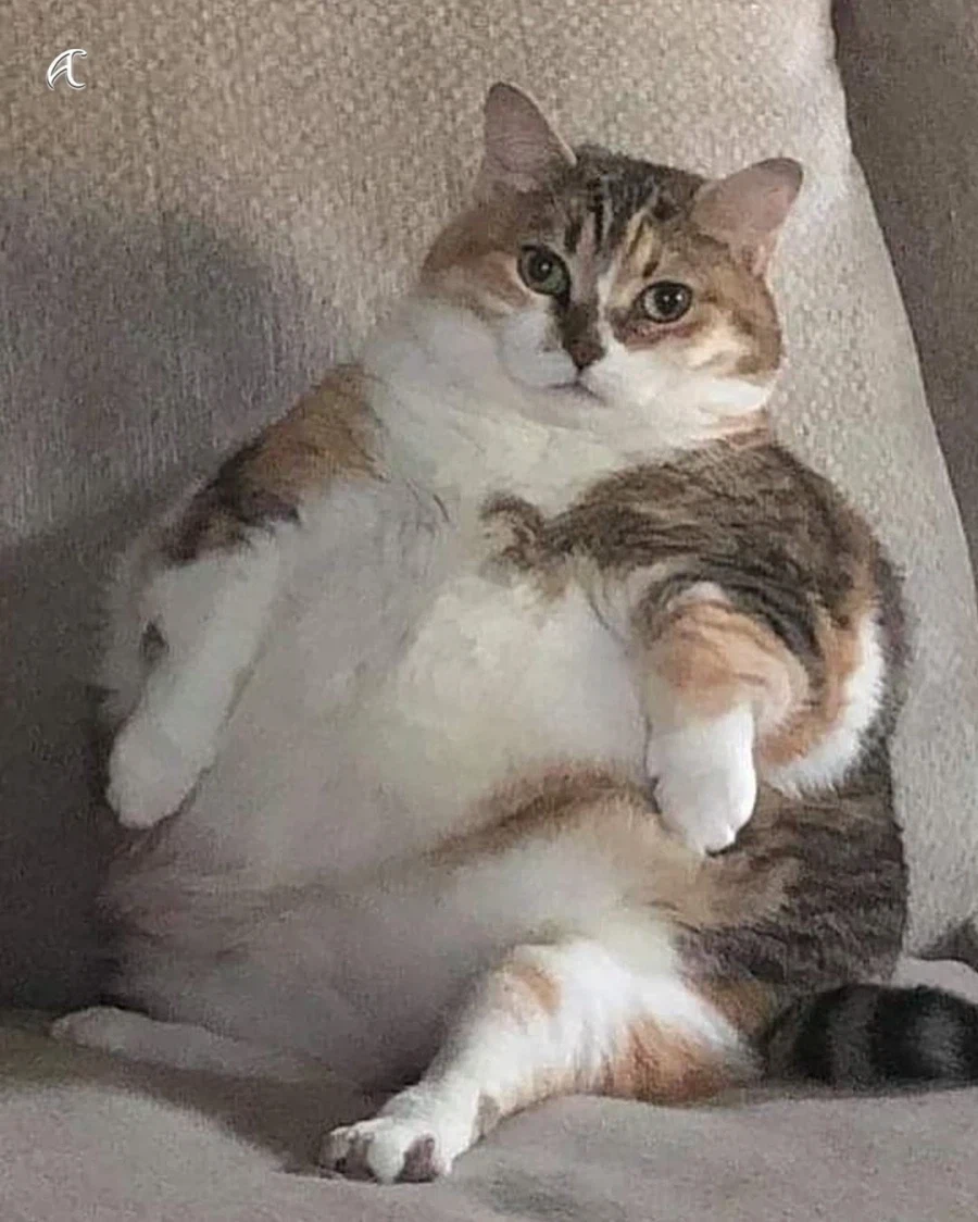 고양이들 표정 귀여운데 열받는다 ㅋㅋㅋㅋㅋ_1.webp