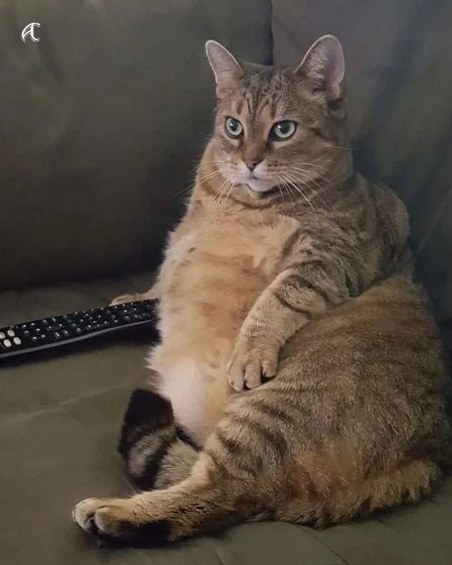 고양이들 표정 귀여운데 열받는다 ㅋㅋㅋㅋㅋ_2.webp