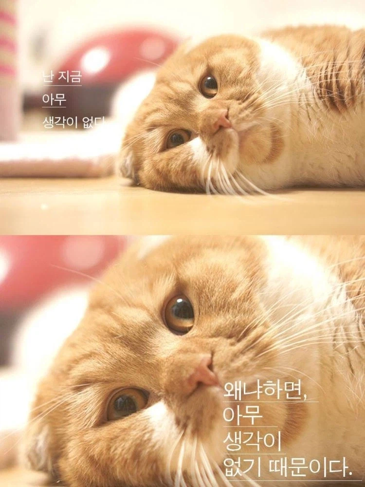 고양이들 표정 귀여운데 열받는다 ㅋㅋㅋㅋㅋ_3.webp