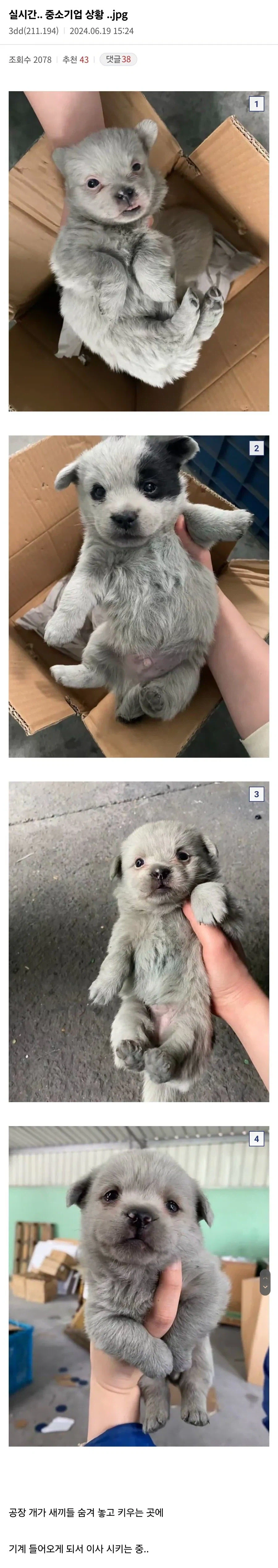 갑자기 이사가게 된 댕댕이들.jpg_1.webp