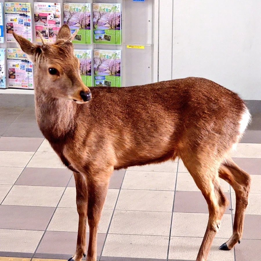 지금 오사카시 가서 운좋으면 볼 수 있는것_2.webp