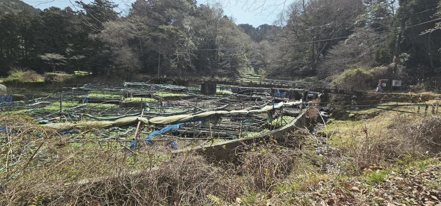 와사비 본적 있음?_1.webp