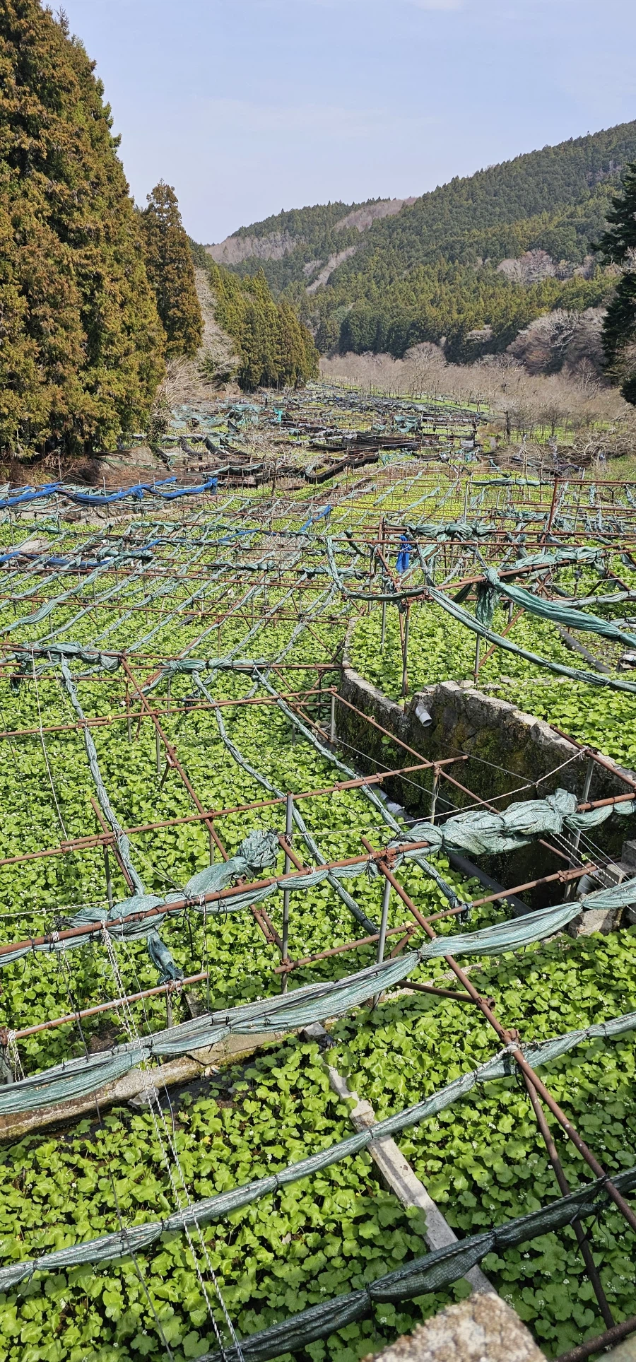 와사비 본적 있음?_2.webp