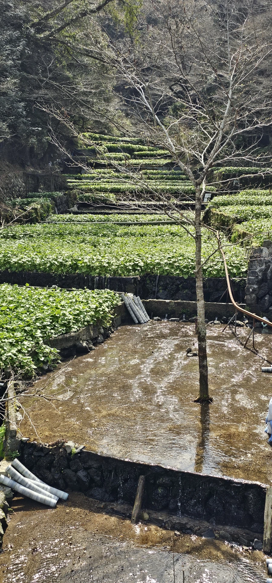 와사비 본적 있음?_3.webp