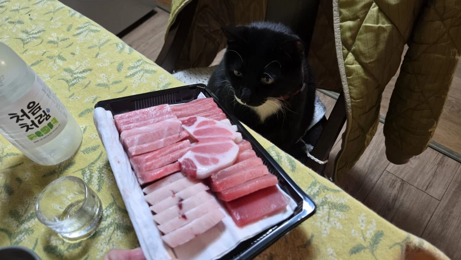 야옹이랑 참치회 먹음:-)_2.webp