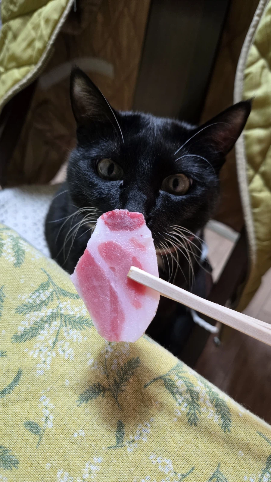 야옹이랑 참치회 먹음:-)_3.webp