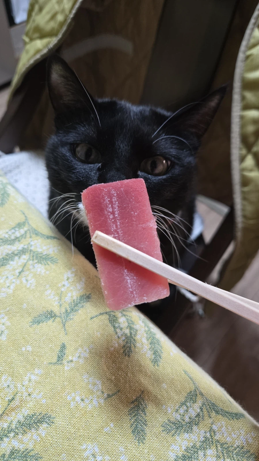 야옹이랑 참치회 먹음:-)_4.webp