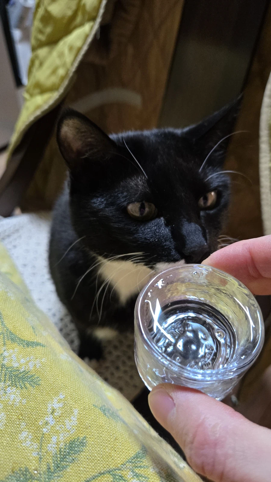 야옹이랑 참치회 먹음:-)_5.webp