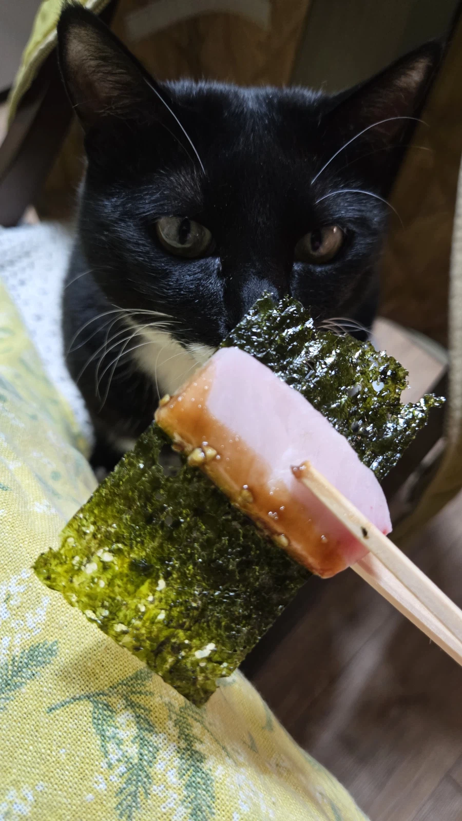 야옹이랑 참치회 먹음:-)_6.webp