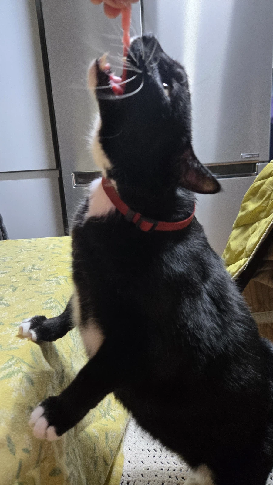 야옹이랑 참치회 먹음:-)_7.webp